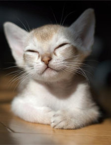 Tranquil Kitty