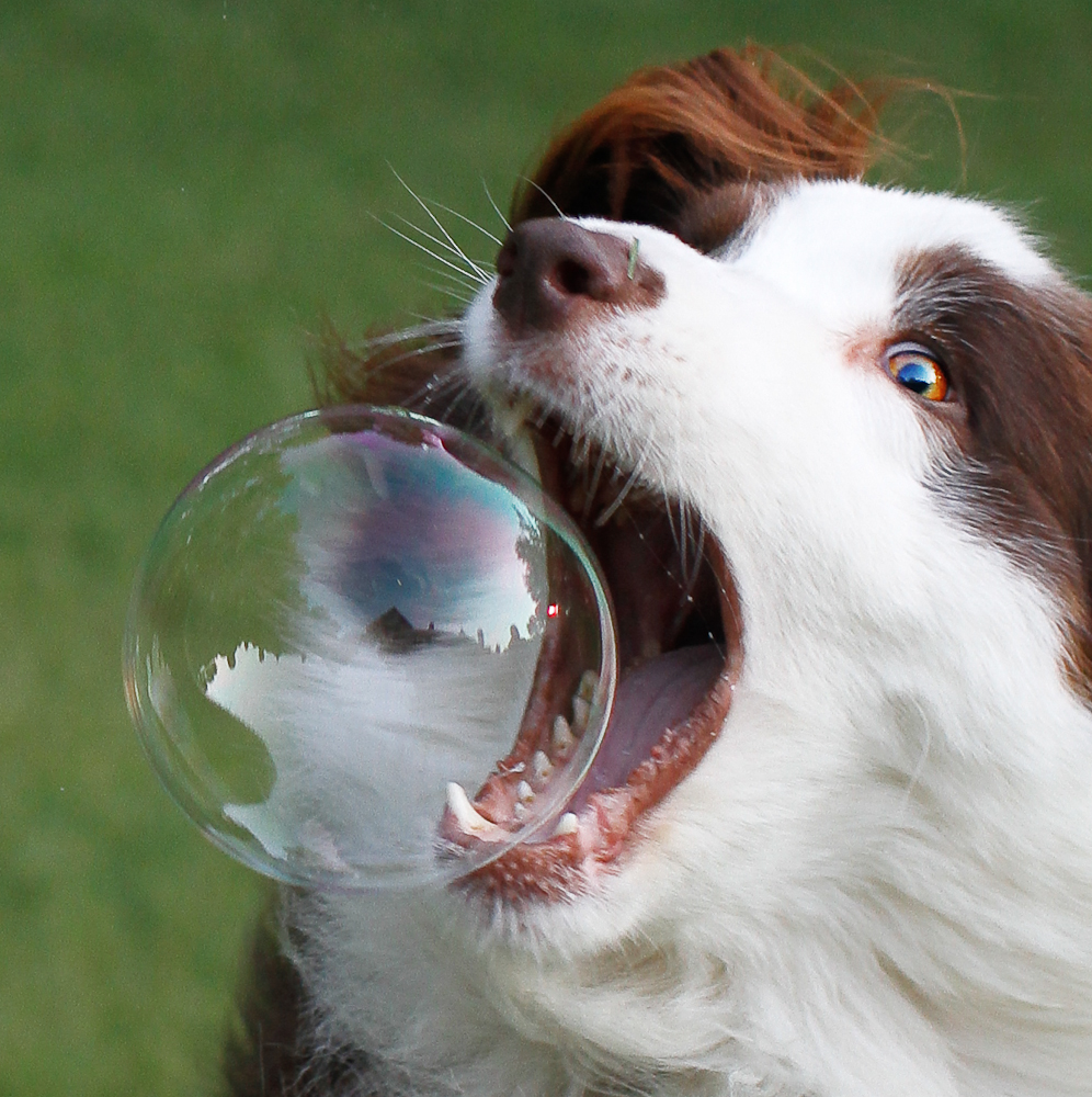 Dog with bubble.carterese