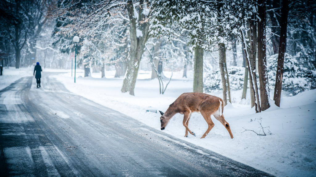 deer in snow with person